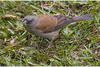 Grey-headed Sparrow (Passer griseus) - Wiki