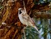 Kenya Rufous Sparrow (Passer rufocinctus) - Wiki