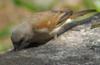 Swahili Sparrow (Passer suahelicus) - Wiki