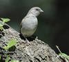 Southern Grey-headed Sparrow (Passer diffusus) - Wiki