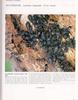 [왕진딧물과] 밤나무왕진딧물 Lachnus tropicalis