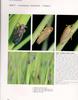 [멸구과] 애멸구 Laodelpahax striatellus