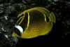 Raccoon Butterflyfish (Chaetodon lunula) - Wiki