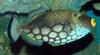 Clown Triggerfish (Balistoides conspicillum) - Wiki