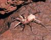 Kauai Cave Wolf Spider (Adelocosa anops) - Wiki