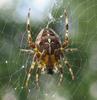 European Garden Spider (Araneus diadematus) - Wiki