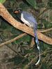 Red-billed Blue Magpie (Urocissa erythrorhyncha) - Wiki