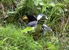 Gold-billed Magpie (Urocissa flavirostris) - Wiki