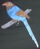 Sri Lanka Blue Magpie (Urocissa ornata) - Wiki