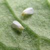 Greenhouse Whitefly (Trialeurodes vaporariorum) - Wiki