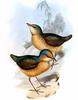 Blue-naped Pitta (Pitta nipalensis) - Wiki