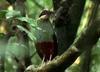 Green-breasted Pitta (Pitta reichenowi) - Wiki