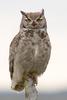 Magellanic Horned Owl (Bubo magellanicus) - Wiki
