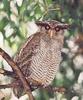 Barred Eagle-owl (Bubo sumatranus) - Wiki