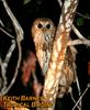 Vermiculated Fishing-owl (Bubo bouvieri) - Wiki