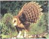 Congo Bay-owl (Phodilus prigoginei) - Wiki