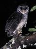 Greater Sooty Owl (Tyto tenebricosa) - Wiki