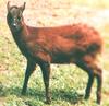 Little Red Brocket Deer (Mazama rufina) - Wiki