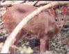 Pygmy Brocket Deer (Mazama nana) - Wiki
