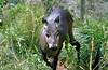 Tufted Deer (Elaphodus cephalophus) - Wiki