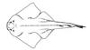 Atlantic Angel Shark, Sand Devil (Squatina dumeril) - Wiki