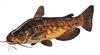 Bullhead Catfish (Family: Ictaluridae, Genus: Ameiurus) - Wiki