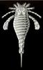 Eurypterid, Sea Scorpion (Class: Eurypterida) - Wiki