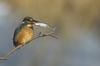 River Kingfishers (Family: Alcedinidae) - Wiki