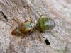 Green Tree Ant (Oecophylla smaragdina) - Wiki