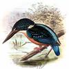Blyth's Kingfisher (Alcedo hercules) - Wiki