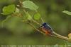 Shining Blue Kingfisher (Alcedo quadribrachys) - Wiki
