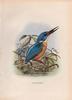 Blue-eared Kingfisher (Alcedo meninting)