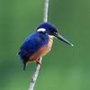Azure Kingfisher (Alcedo azurea) - Wiki