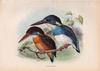 Blue-banded Kingfisher (Alcedo euryzona) - Wiki