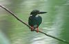 Silvery Kingfisher (Alcedo argentata) - Wiki