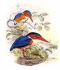 White-bellied Kingfisher (Alcedo leucogaster) - Wiki