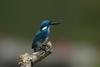 Small Blue Kingfisher (Alcedo coerulescens) - Wiki