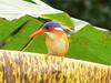 Principe Kingfisher (Alcedo nais) - Wiki