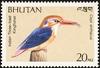 Black-backed Kingfisher (Ceyx erithaca) - Wiki