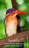 Sulawesi Dwarf Kingfisher (Ceyx fallax) - Wiki
