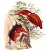 Madagascar Pygmy-kingfisher (Ceyx madagascariensis) - Wiki