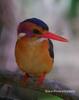 African Pygmy-kingfisher (Ispidina picta) - Wiki