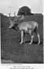 Père David's Deer (Elaphurus davidianus) - Wiki