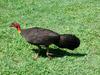 Australian Brush-turkey (Alectura lathami) - Wiki