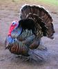 Domesticated Turkey (Meleagris gallopavo) - Wiki