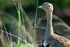 Red Crested Bustard (Lophotis ruficrista) - Wiki