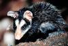 Big-eared Opossum (Didelphis aurita) - Wiki