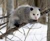 Virginia Opossum (Didelphis virginiana) - Wiki