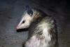 Opossum (Family: Didelphidae) - Wiki