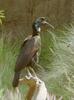 Abyssinian Ground-hornbill (Bucorvus abyssinicus) - Wiki